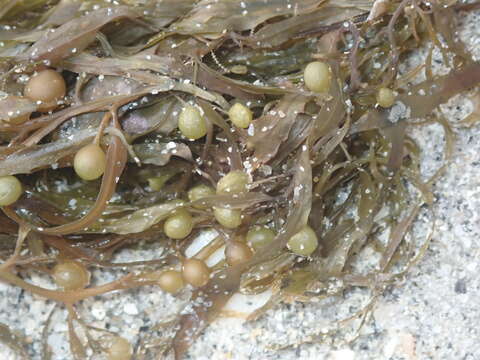 Слика од Sargassum filipendula