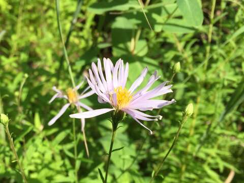 Image of bog aster