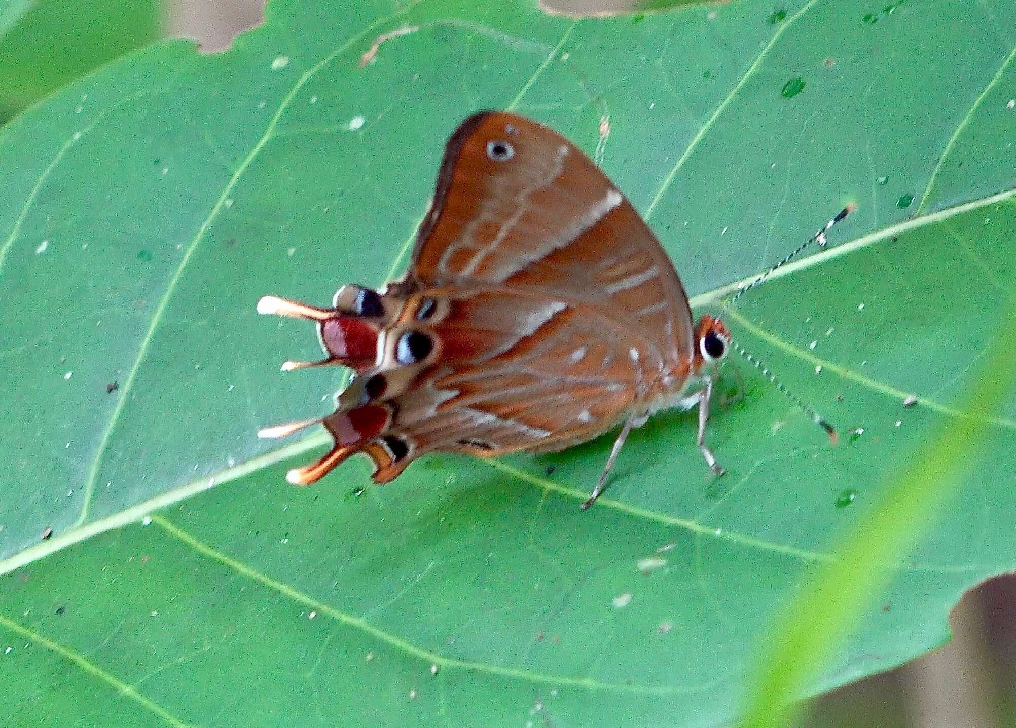 Image of Saribia tepahi Boisduval 1833