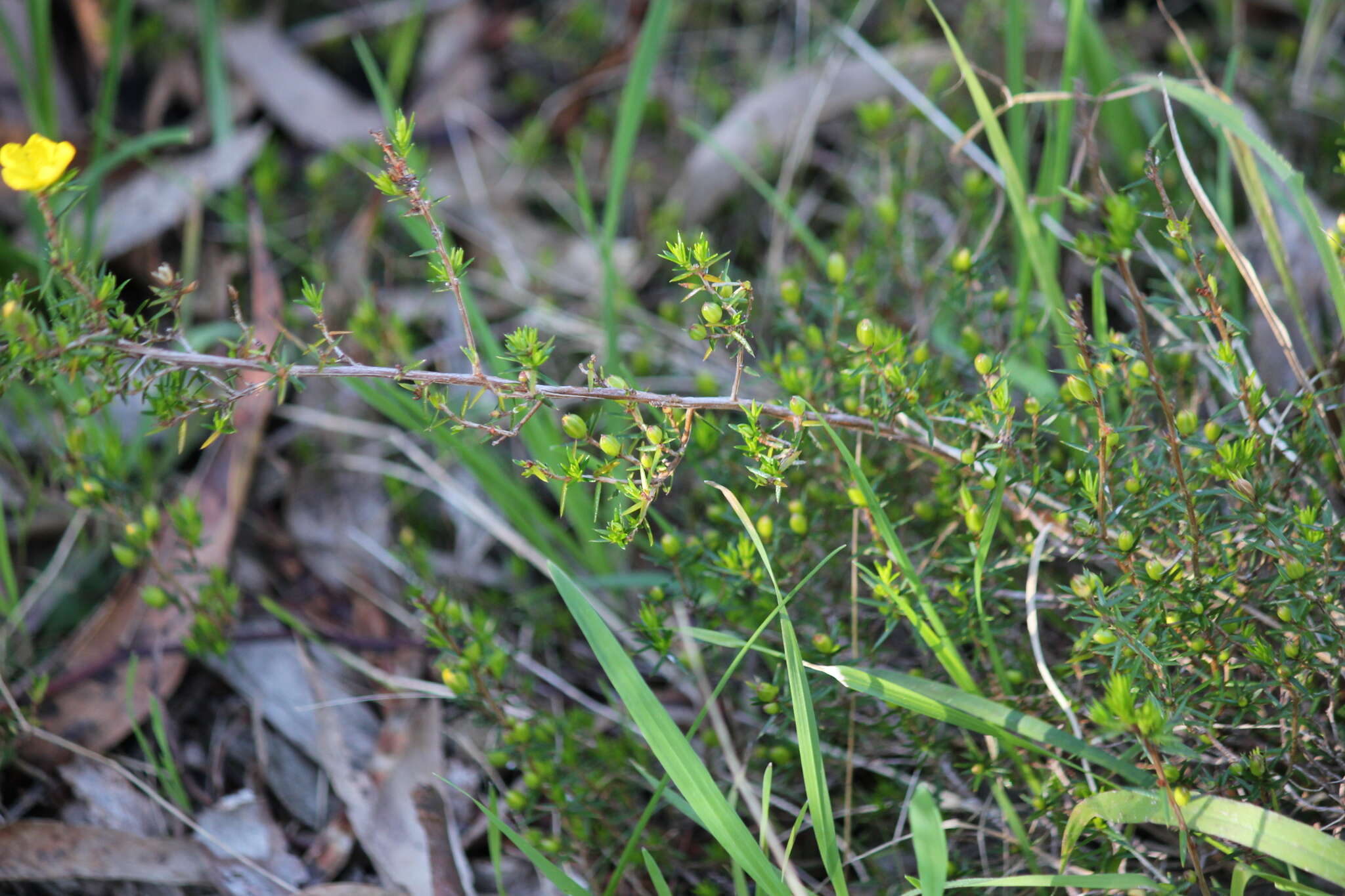 Image of Hibbertia exutiacies N. A. Wakefield