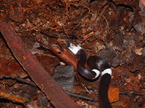 Image of Malayan Banded Wolf Snake