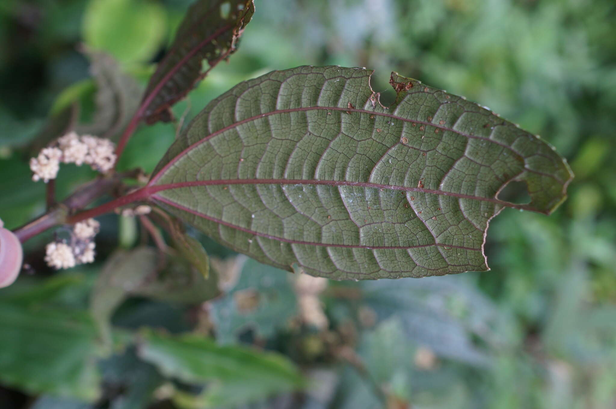 Image of Pilea funkikensis Hayata