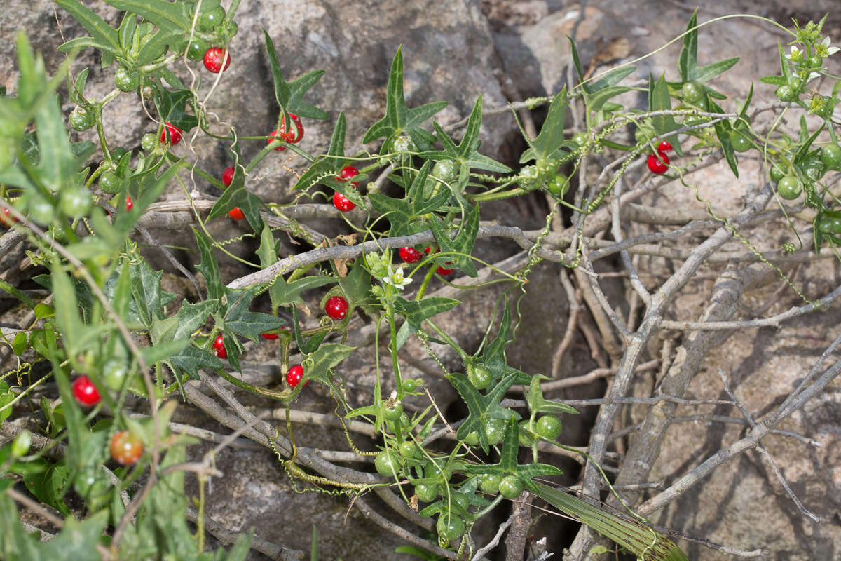 Image of Bryonia cretica subsp. marmorata (E. Petit) Jauzein