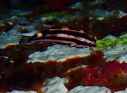 Image of Harlequin wrasse