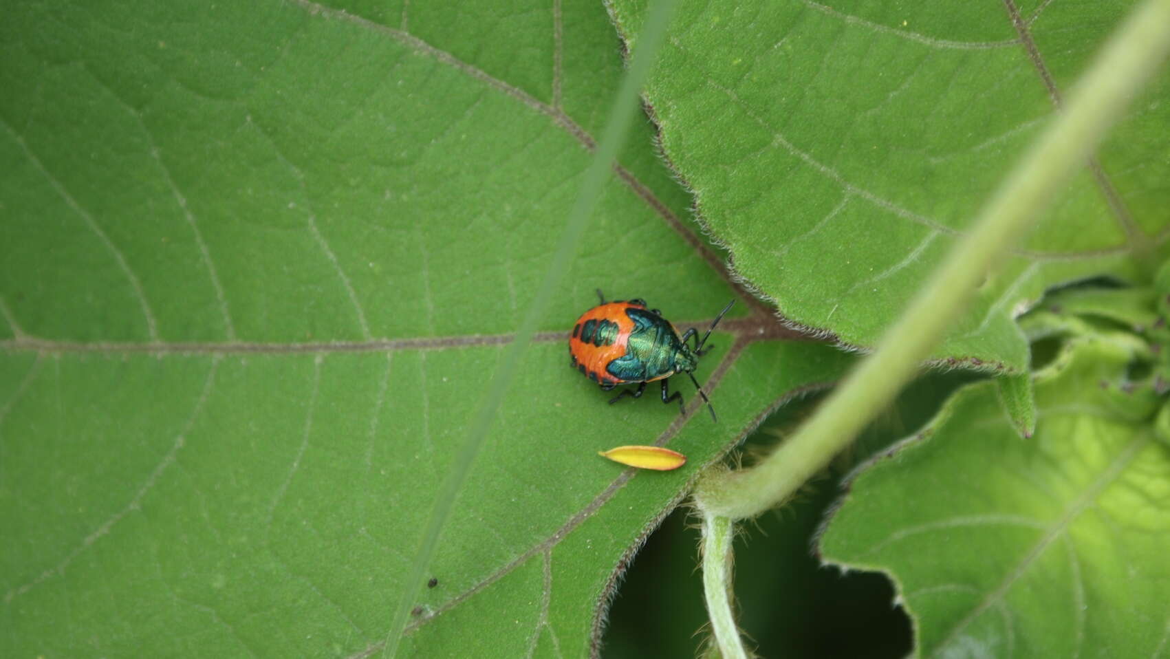 Image of Euthyrhynchus