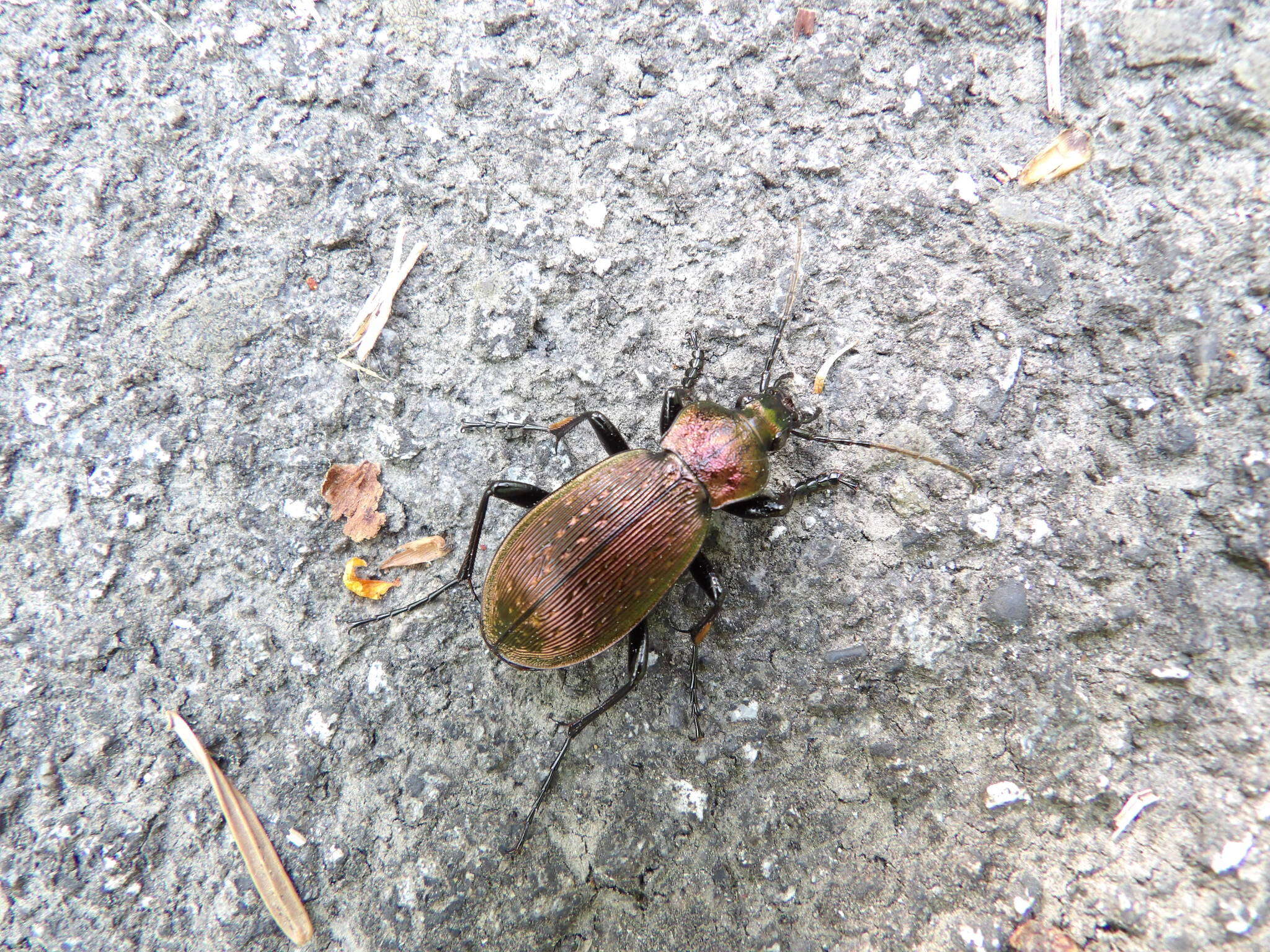 Image of Odorrana splendida Kuramoto, Satou, Oumi, Kurabayashi & Sumida 2011