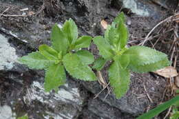 Kalanchoe deficiens (Forskål) Asch. & Schweinf. resmi