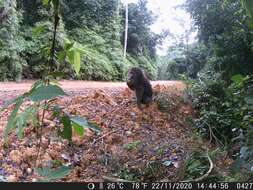 Image of Mandrill