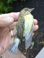 Image of Vireo gilvus gilvus (Vieillot 1808)