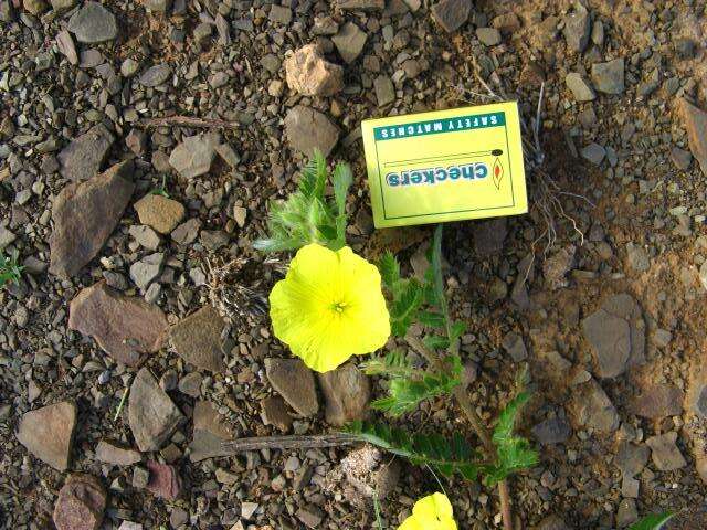 Image of Large-flowered devil-thorns,