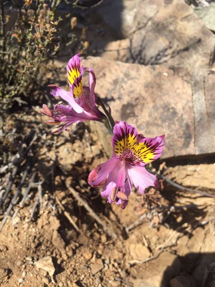 Image of Alstroemeria philippii subsp. philippii