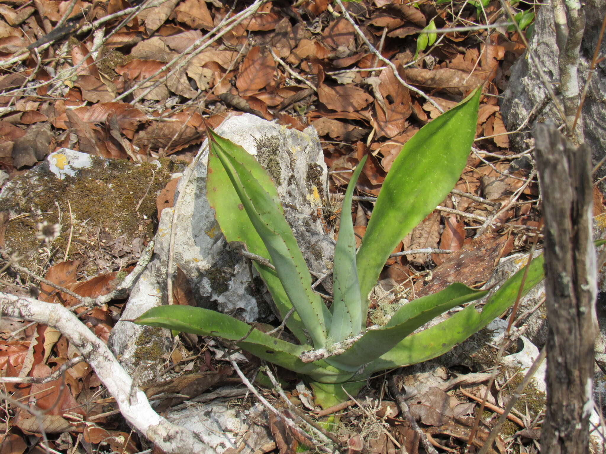 Image of Grijalva's agave