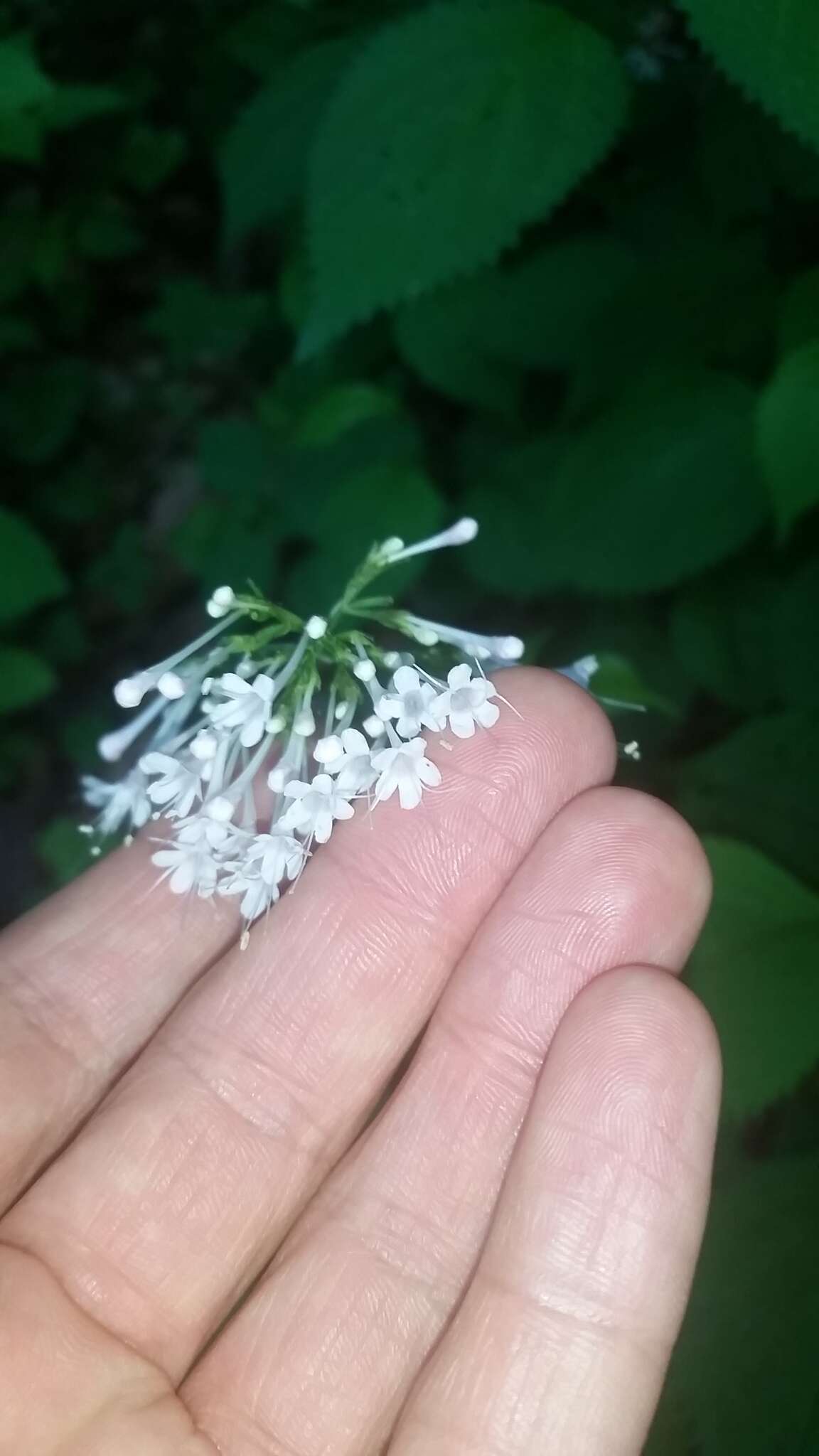 Image of largeflower valerian