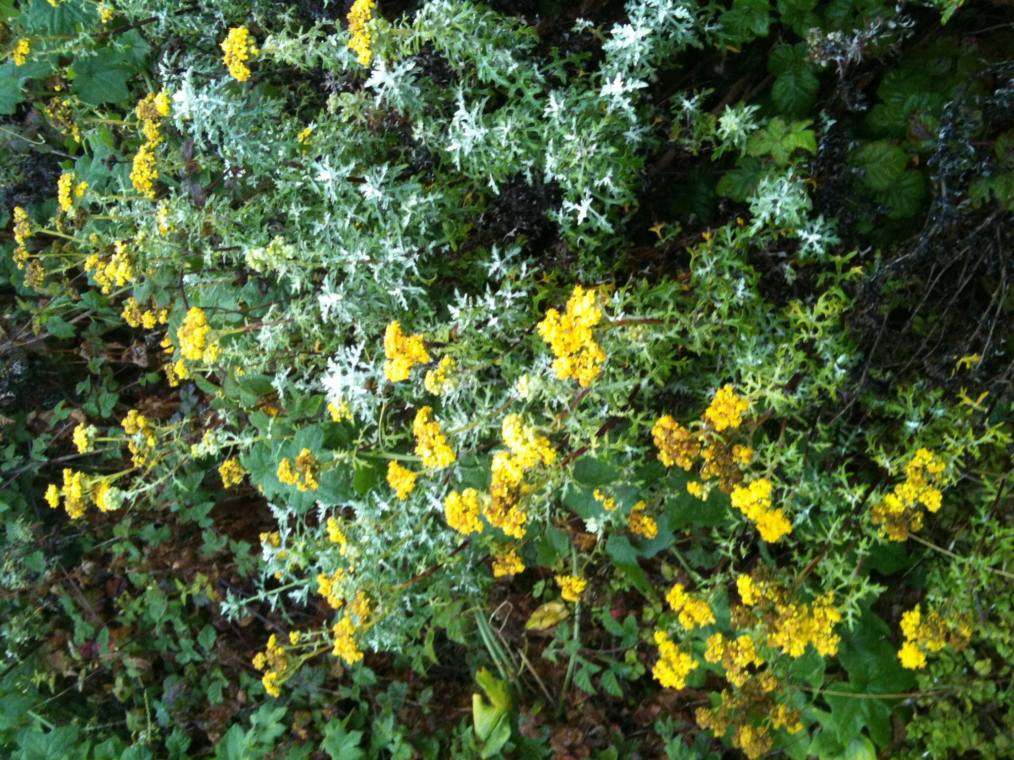 Image of seaside woolly sunflower