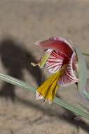 Gladiolus watermeyeri L. Bolus resmi