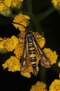 Image of Chamaesphecia leucoparea Lederer 1871