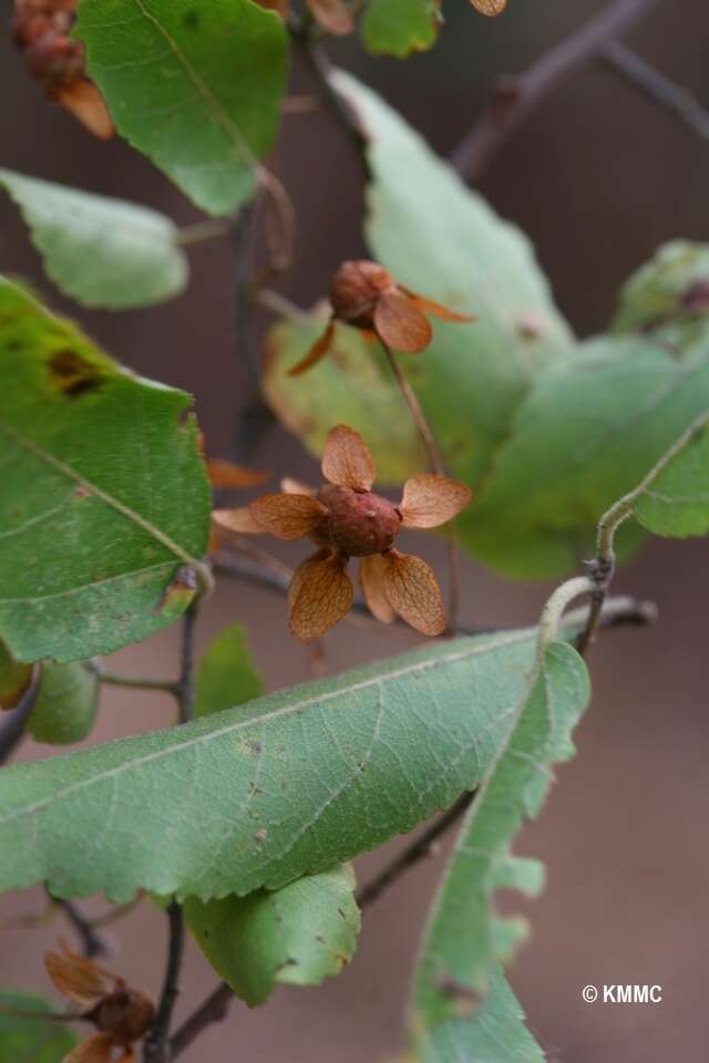 Image of Dombeya ambalabeensis Arenes