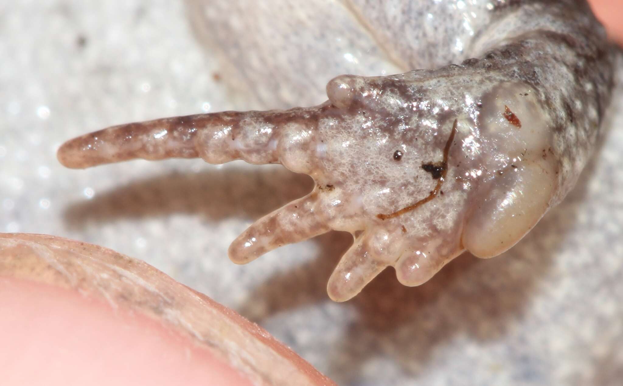 Image of Mountain Rain Frog