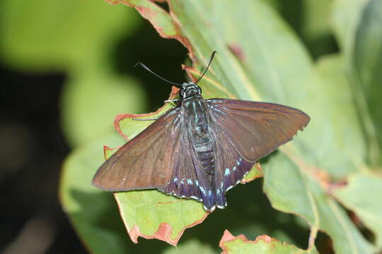 Plancia ëd <i>Phocides pigmalion okeechobee</i>