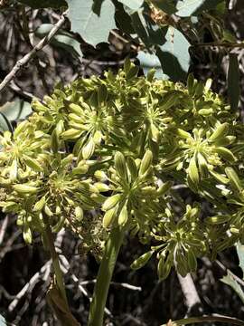 Image of Charleston Mountain angelica