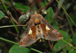 Autographa bractea Schiffermüller 1776 resmi