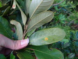 Image of Lithocarpus formosanus (Skan) Hayata