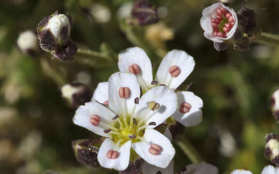 Image of King's rosy sandwort