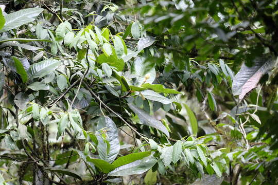 Image of Magnolia chiguila F. Arroyo, Á. J. Pérez & A. Vázquez