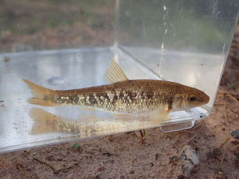 Image of Bluefin stoneroller