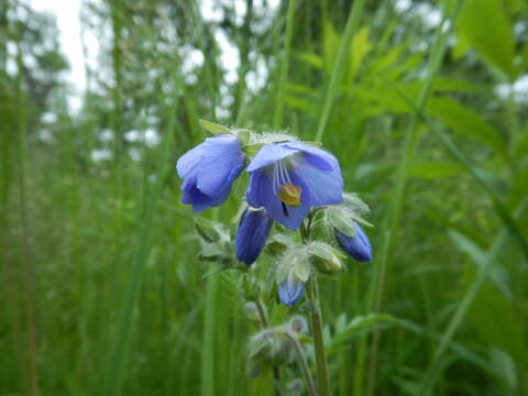 صورة Polemonium acutiflorum Willd. ex Roem. & Schult.