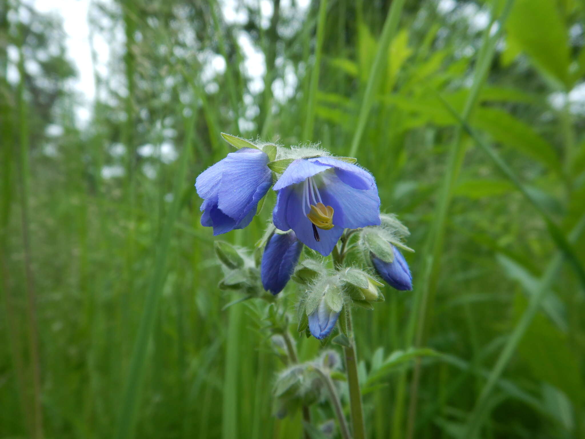 Слика од Polemonium acutiflorum Willd. ex Roem. & Schult.