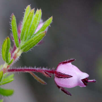 Image of Erica pubescens var. pubescens