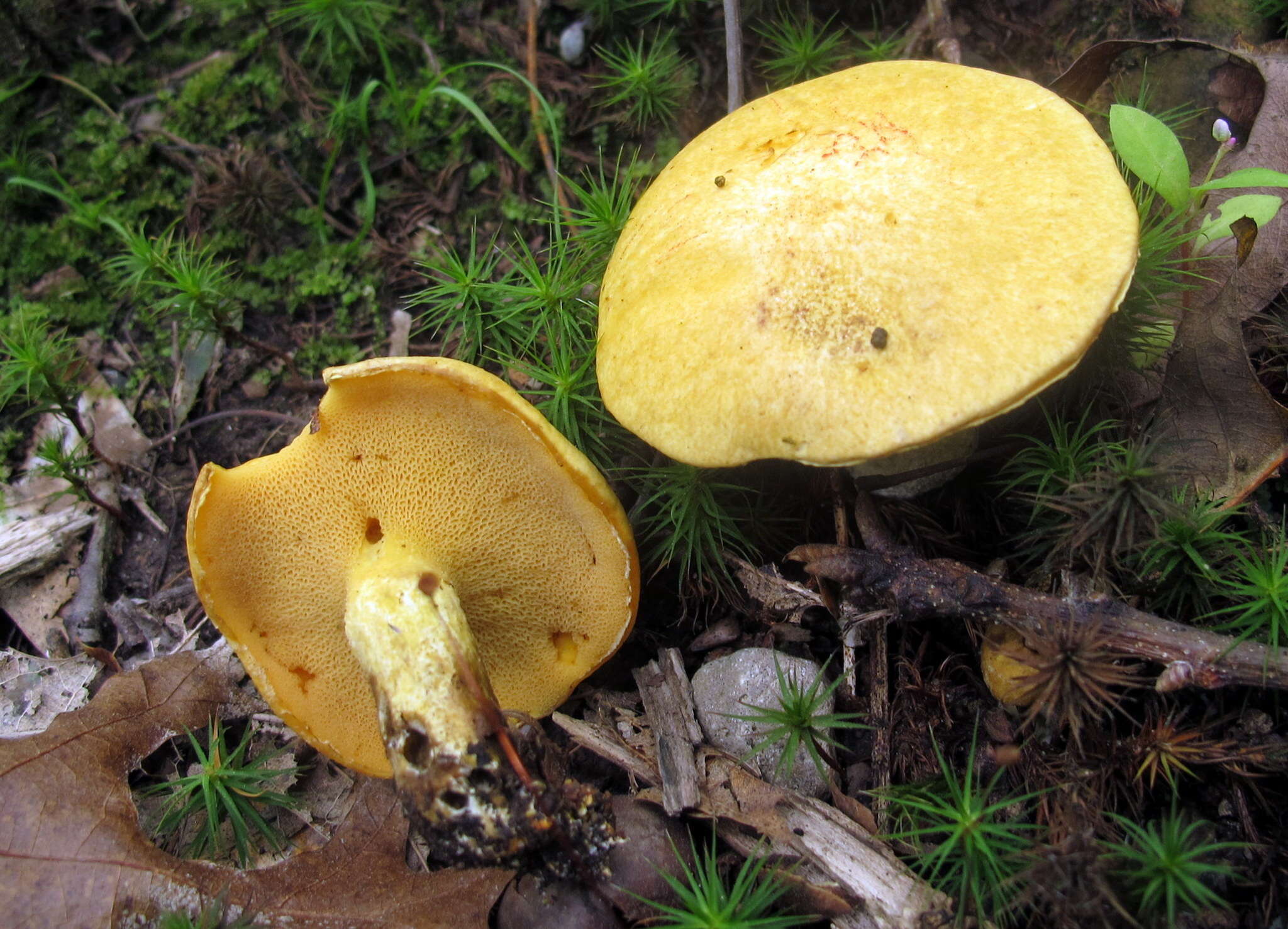 Image of Suillus subaureus (Peck) Snell 1944