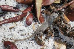 Image of Florida Scrub Lizard