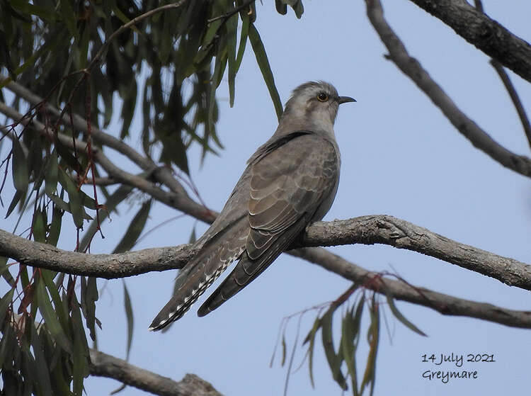 Image of Pallid Cuckoo