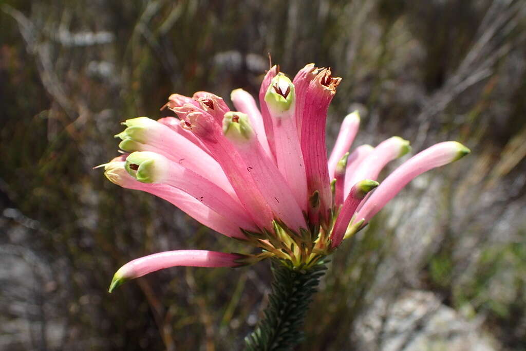 Image de <i>Erica <i>fascicularis</i></i> subsp. fascicularis