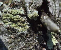 Image of granular trapeliopsis lichen