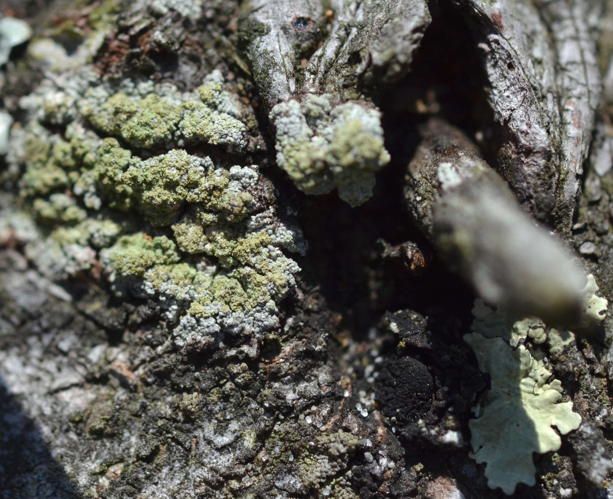 Image of granular trapeliopsis lichen