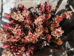 Image of Epilobium porphyrium G. Simpson