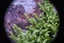 Image of claopodium moss