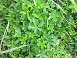 Image of creeping cinquefoil