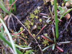 Image of entosthodon moss