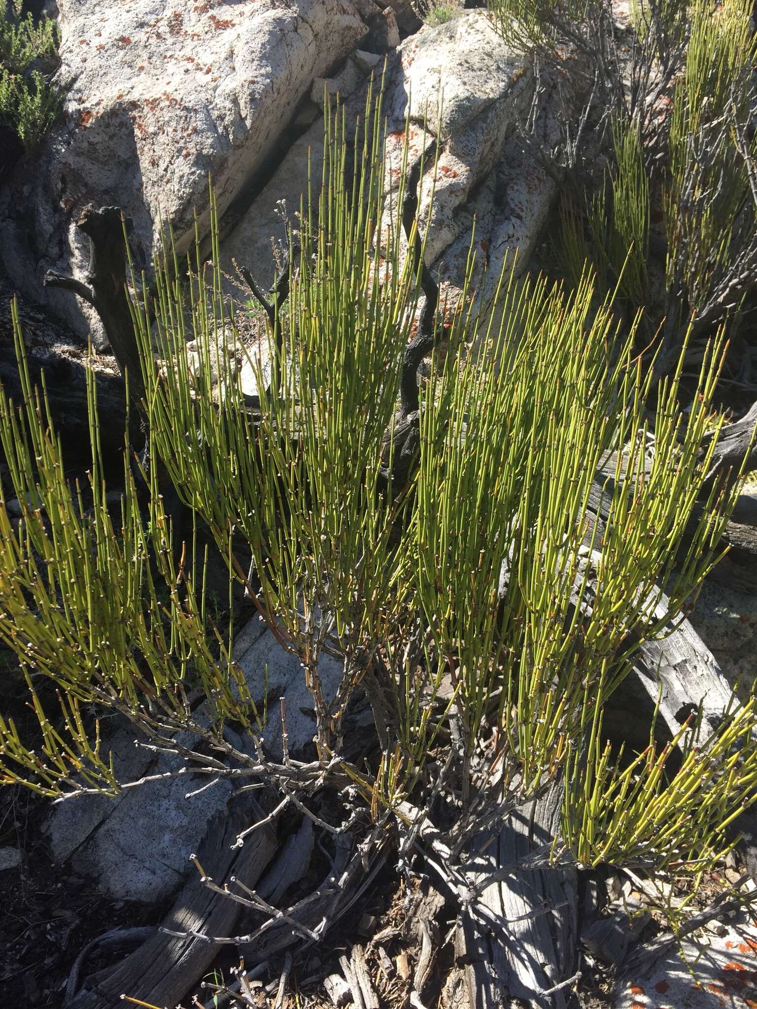 Image of Green Ephedra