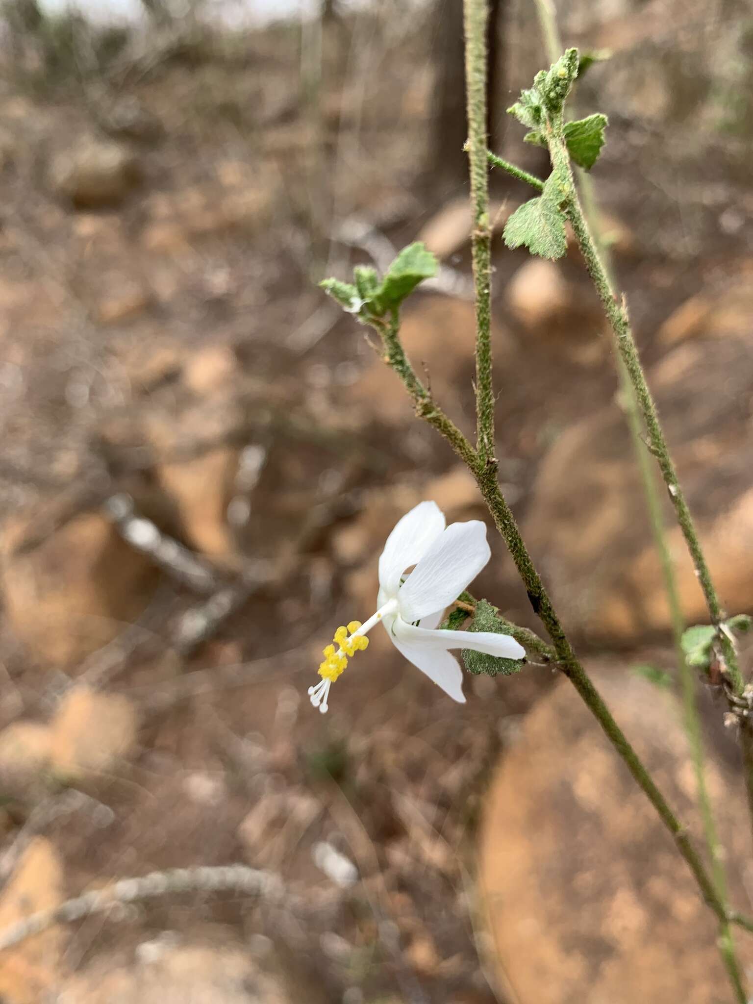 Imagem de Hibiscus meyeri subsp. meyeri