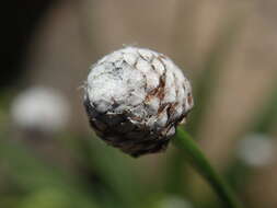 Image of sixangle pipewort