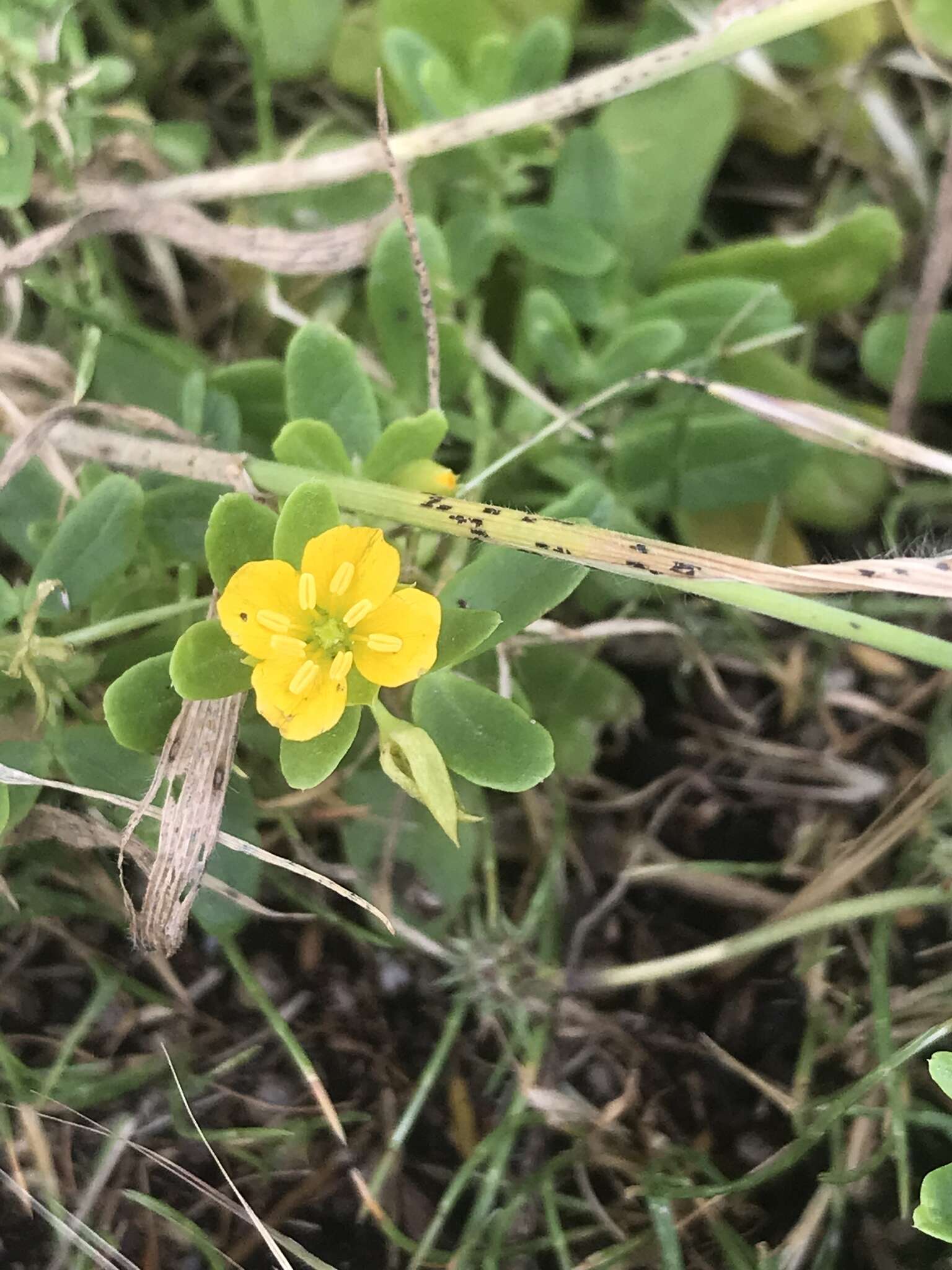 Sivun Roepera billardieri (DC.) G. Don kuva