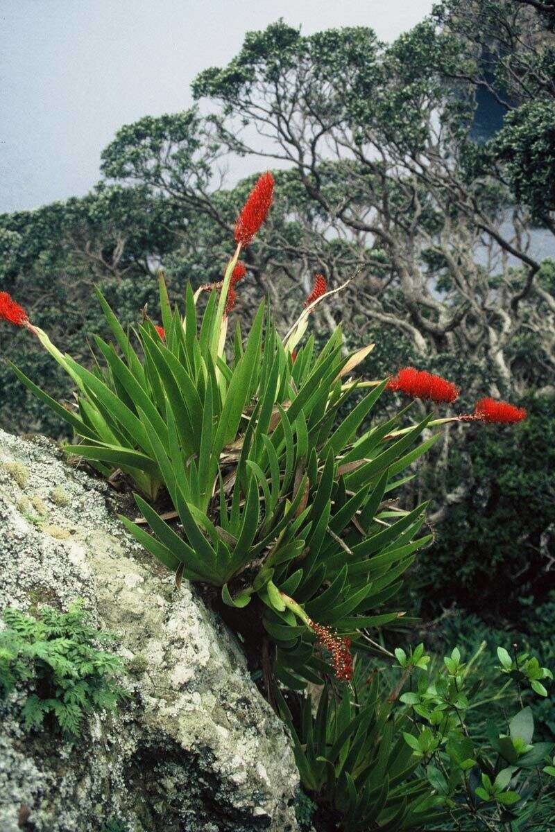 Image de Xeronemataceae