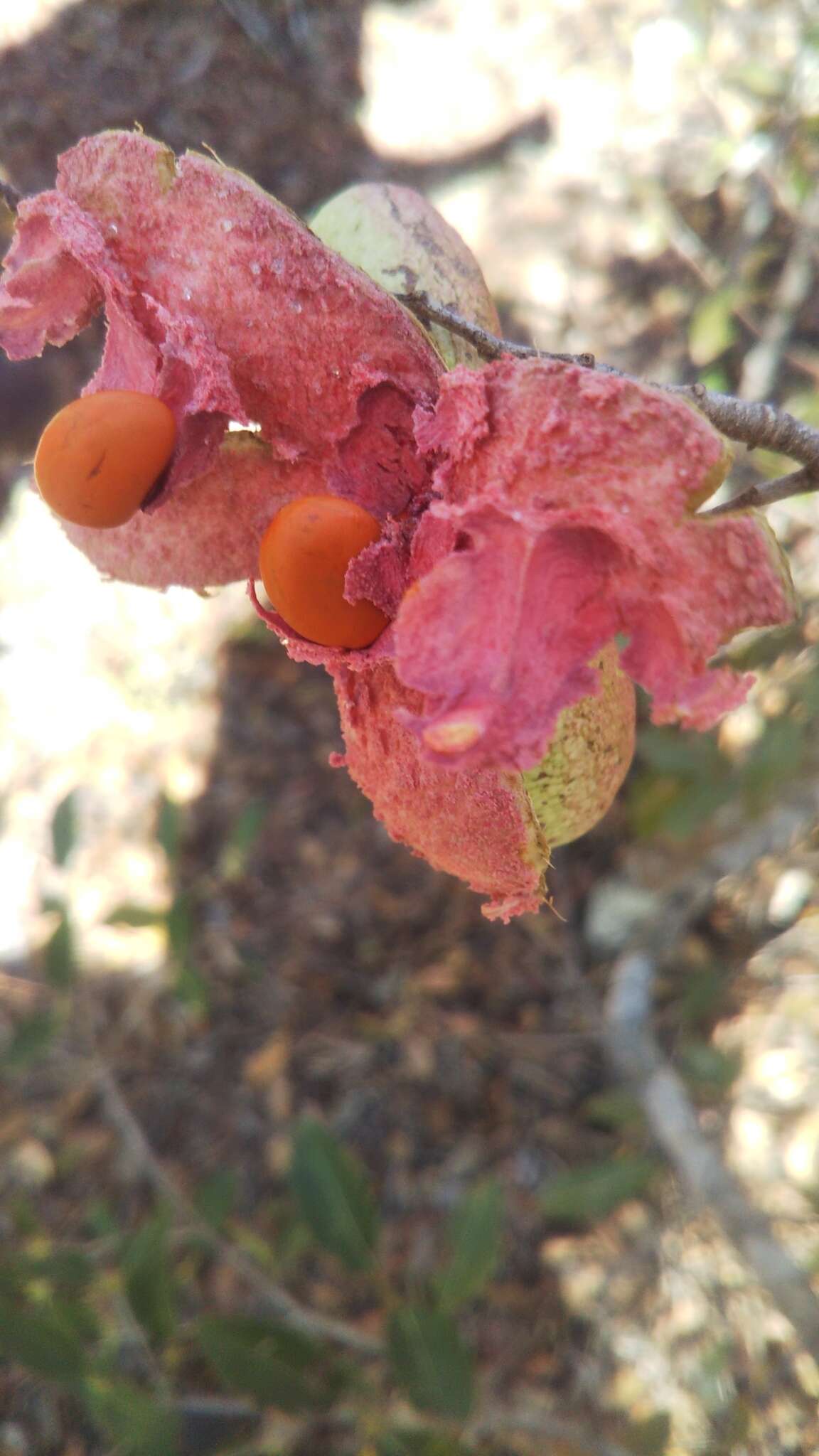 Xylopia bemarivensis Diels resmi