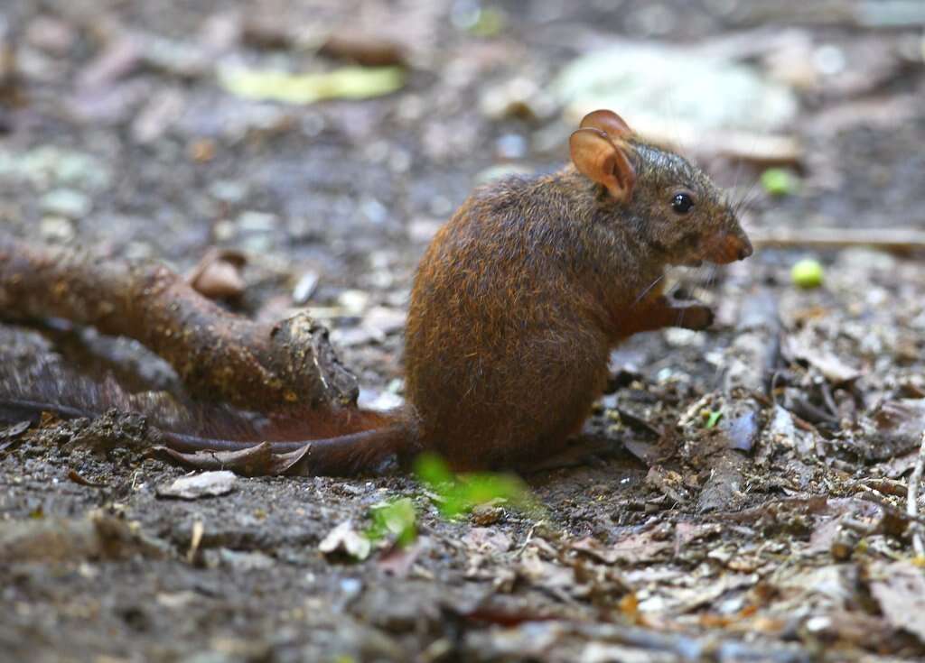 Image of Lowland Red Forest Rat