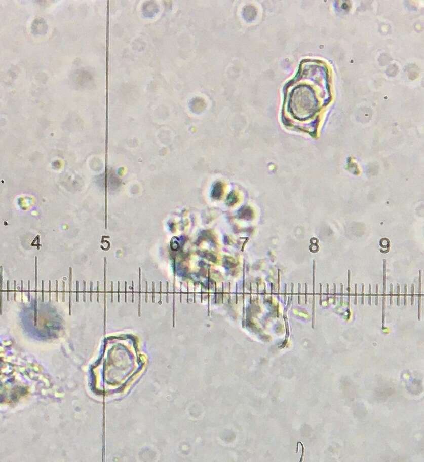 Image of Entoloma albinellum (Peck) Hesler 1967